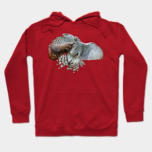 Young Goshawk in training Hoodie